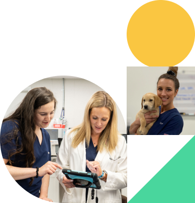 Mobile friendly vet practice software