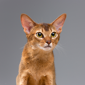 Cat title Cat