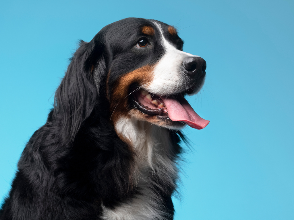 How Using Electronic Medical Records (EMR) Benefits Your Veterinary Practice
